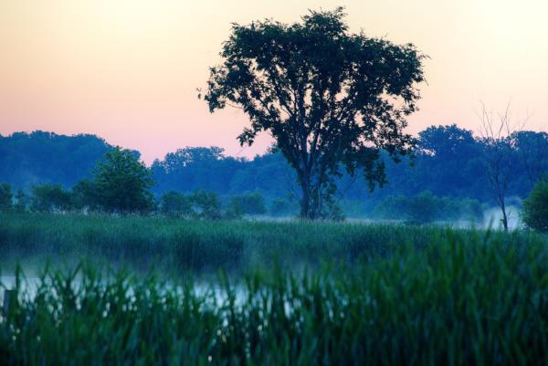 Dawn at Eagle Marsh