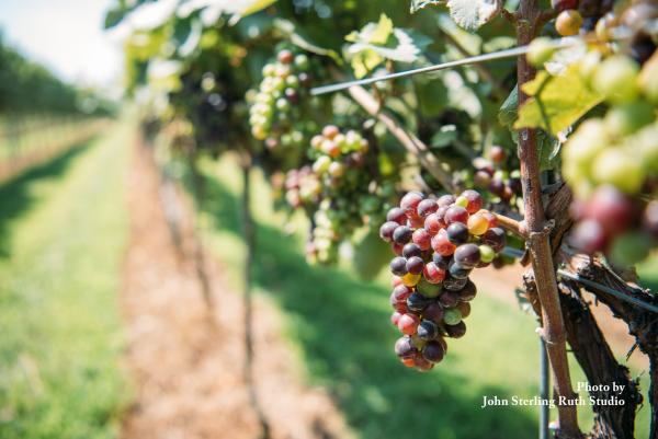 Grapes at Folino Estate Winery