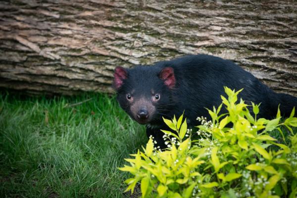 Tasmanian Devils
