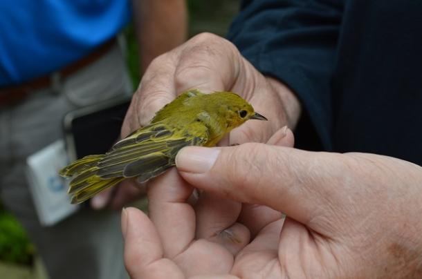 Bird banding