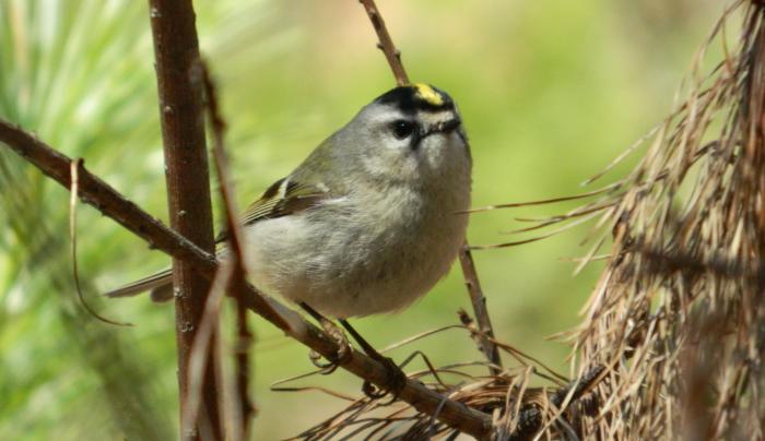 Albany Pine Bush bird on a branch Albany Pine Bush bird on a branch