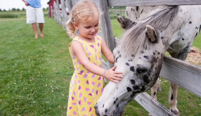 Girl and horse Girl and horse