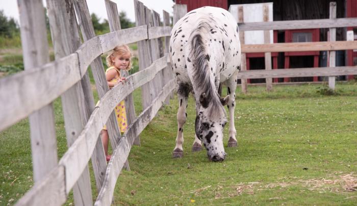 Horse Horse