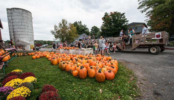Pumpkins and tractor Pumpkins and tractor