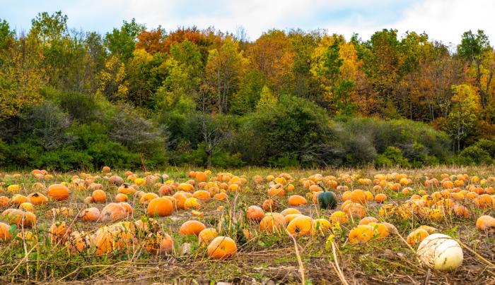 Pumpkins in field Pumpkins in field