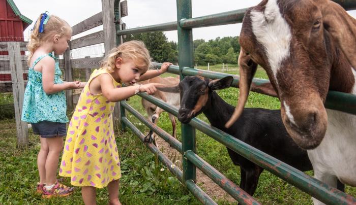 Children and goats Children and goats