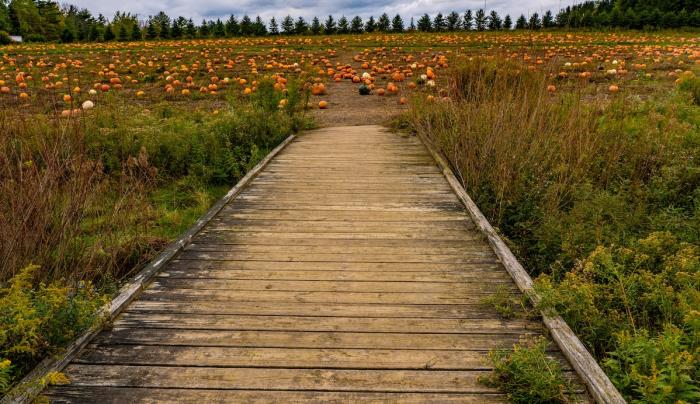Bridge to Pumpkins Bridge to Pumpkins