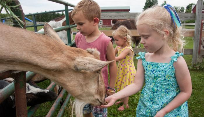 Children and goats Children and goats