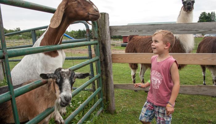 Goats Goats