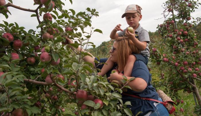 Picking apples Picking apples