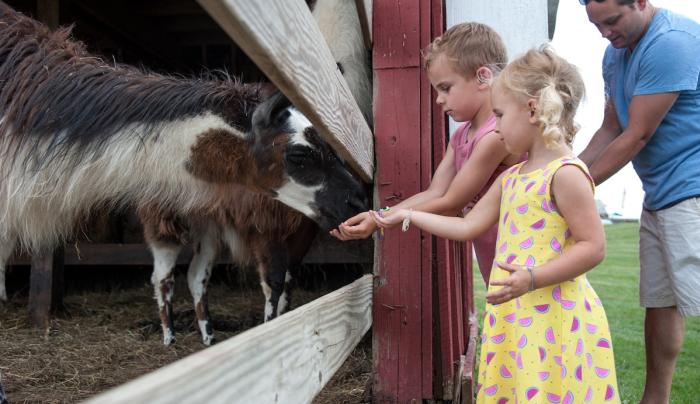 Children and llamas Children and llamas