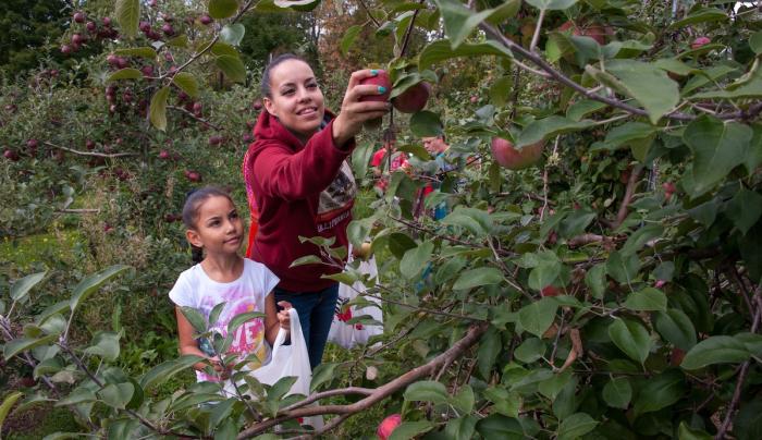 Picking Apples group Picking Apples group