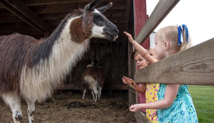 Children and llamas Children and llamas