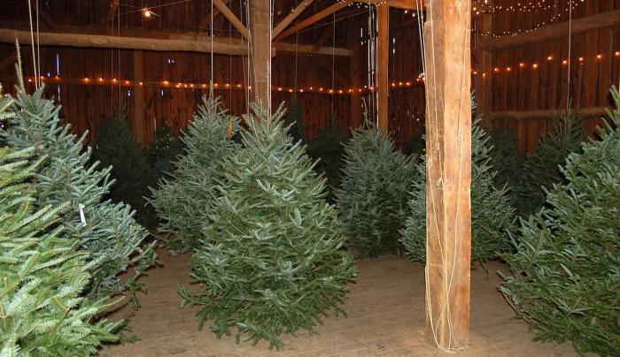 trees in barn trees in barn