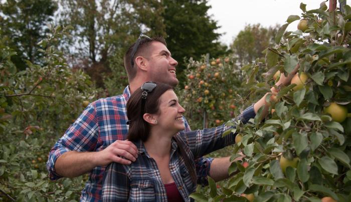 Couple picking apples Couple picking apples