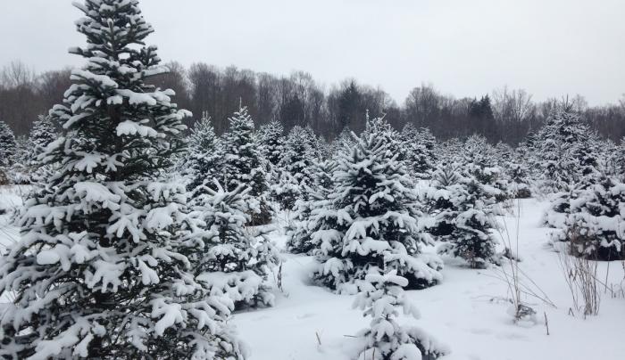 Trees in snow Trees in snow