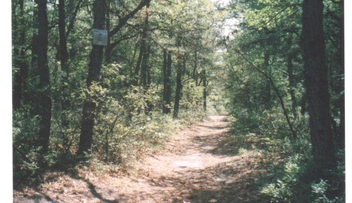 cathedral pines mountain bike trail