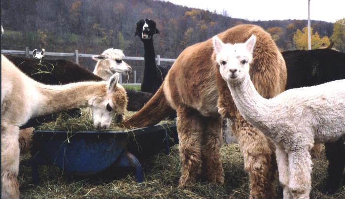 AlPacaFrankJS.jpg AlPacaFrankJS.jpg