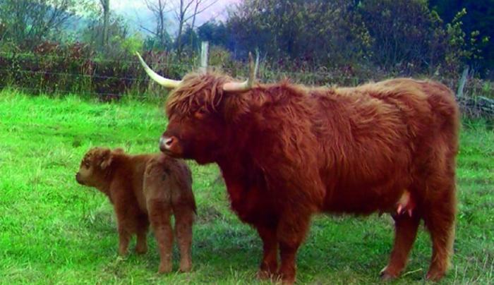 scottish_highland_mom_baby.tif scottish_highland_mom_baby.tif