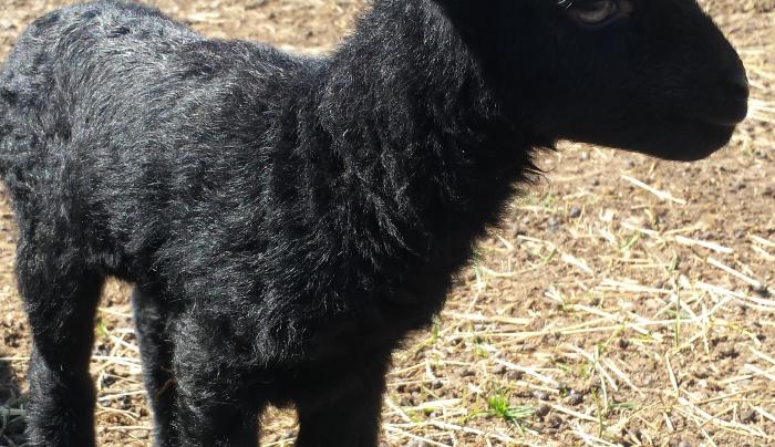 Lamb Lamb