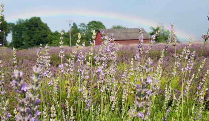 Rainbow over Lavenlair Farm Rainbow over Lavenlair Farm