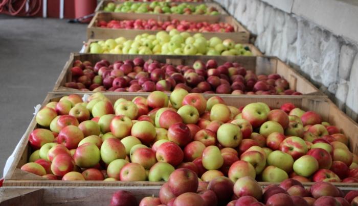 Fresh Apples Fresh Apples