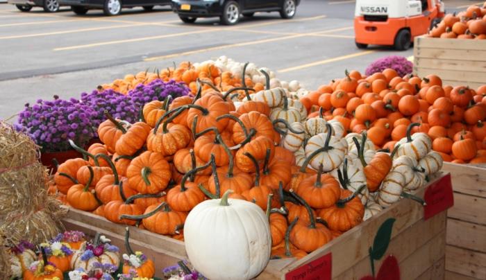 Gourds Gourds
