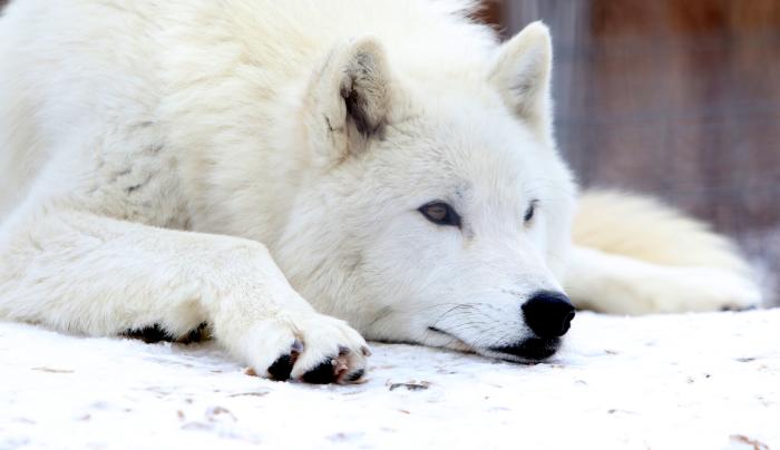 Arctic Wolf: Odin Arctic Wolf: Odin