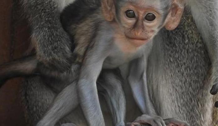 Green Monkey Green Monkey