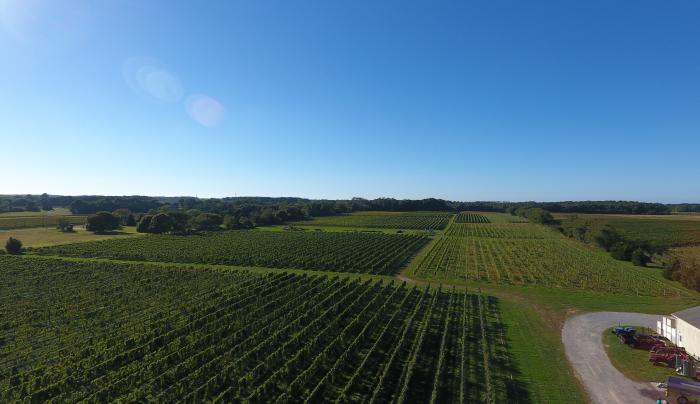 Vineyard Aerial Vineyard Aerial