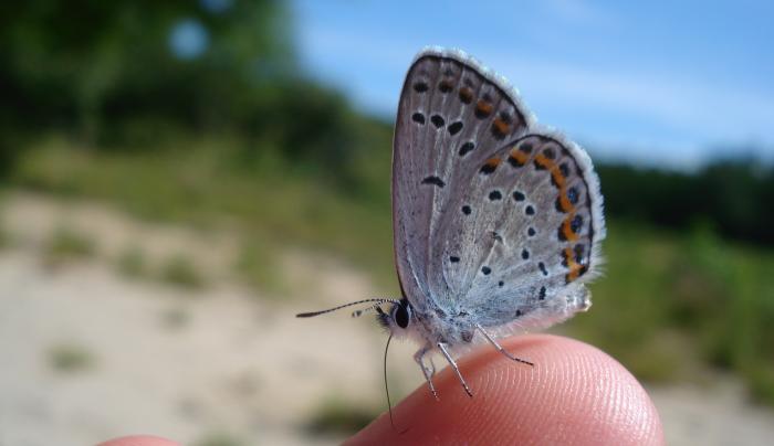 Albany Pine Bush butterfly on finger Albany Pine Bush butterfly on finger