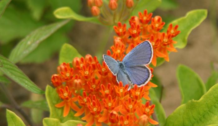 Albany Pine Bush butterfly on orange flowers Albany Pine Bush butterfly on orange flowers