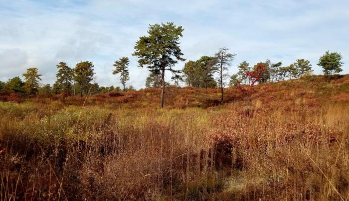 Albany Pine Bush landscape shot Albany Pine Bush landscape shot