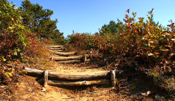 Pine Bushing Stairs Pine Bushing Stairs