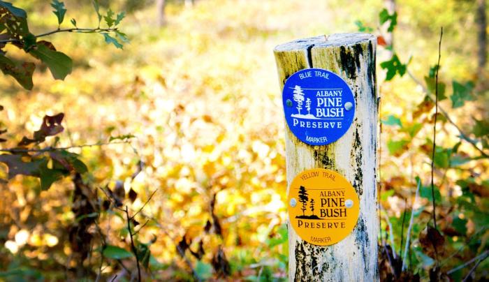 albany pine bush preserve albany pine bush preserve