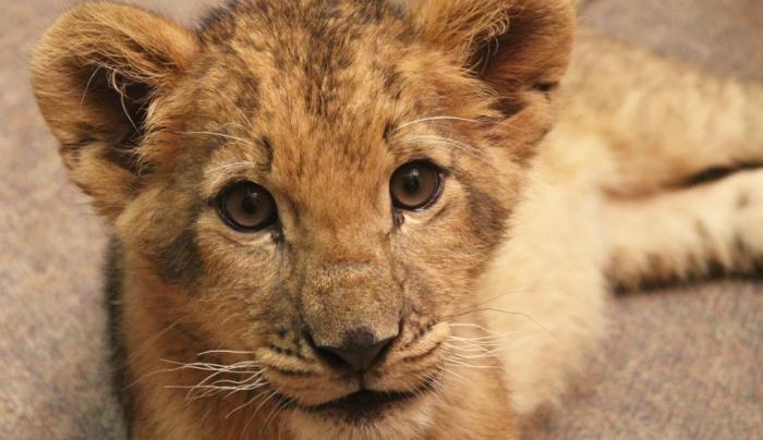 Bisa: Lion Cub Bisa: Lion Cub