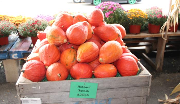 Hubbard squash Hubbard squash