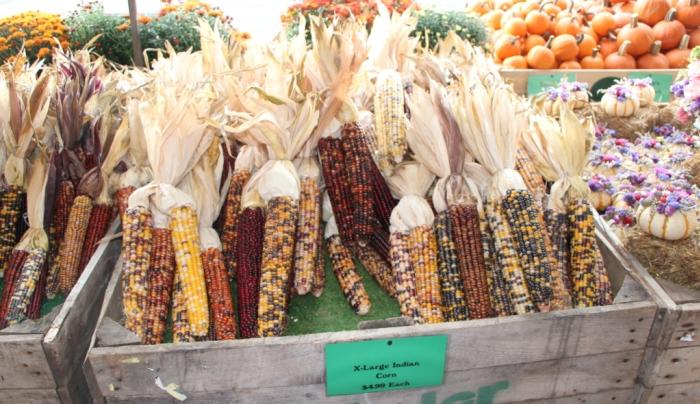 Indian Corn Indian Corn