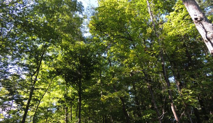 Cayuga Lake Cabins Ovid Ny 14521