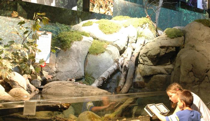Exhibit at The Wild Center Exhibit at The Wild Center