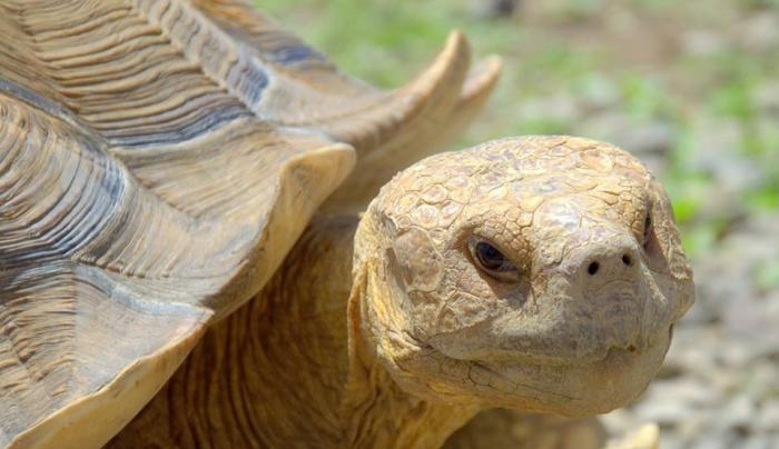 Spur Thigh Tortoise Spur Thigh Tortoise