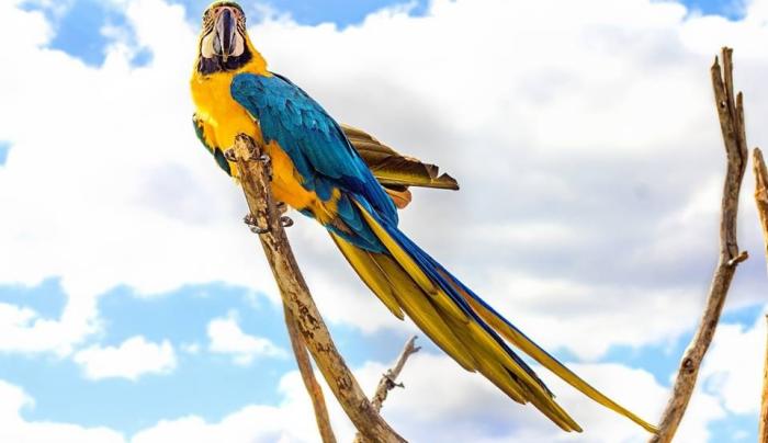 Macaw Macaw