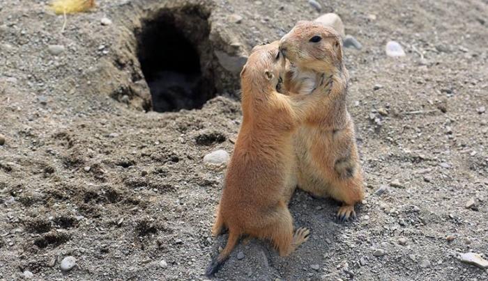 Prairie Dogs Prairie Dogs