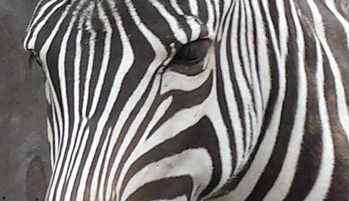 Zebra Zebra