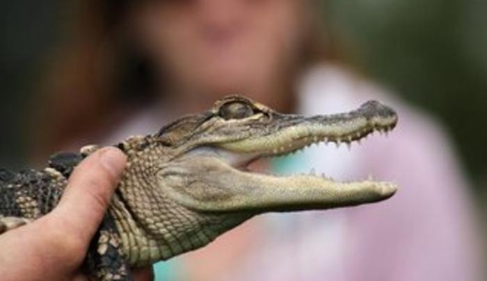 Gator Gator