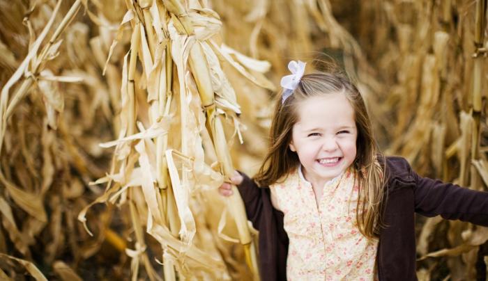 Corn Maze Corn Maze