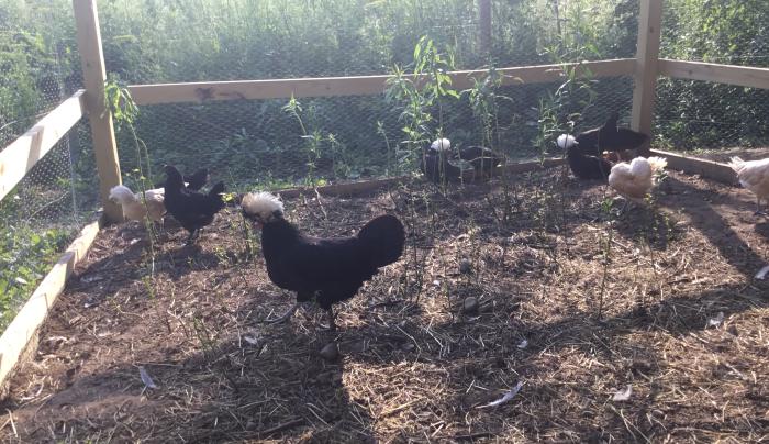 Chickens Chickens