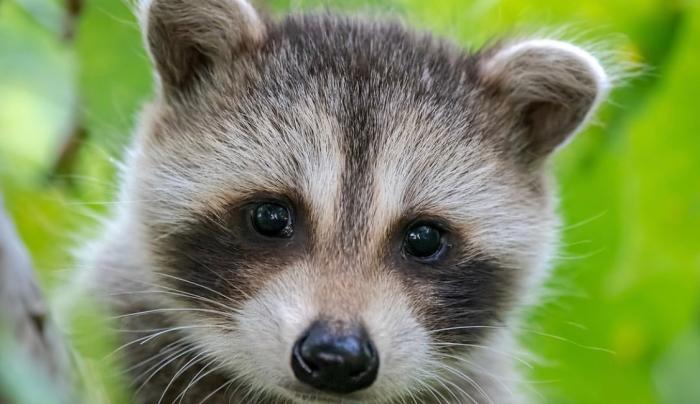 Tifft Nature Preserve | Buffalo, NY 14203