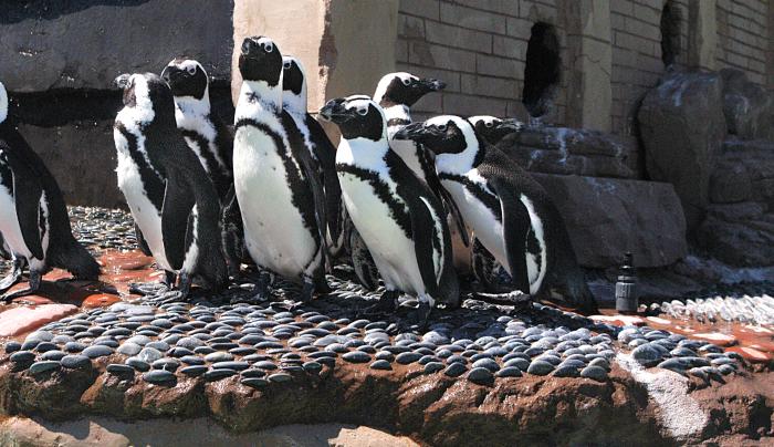 Penguin Encounter Penguin Encounter