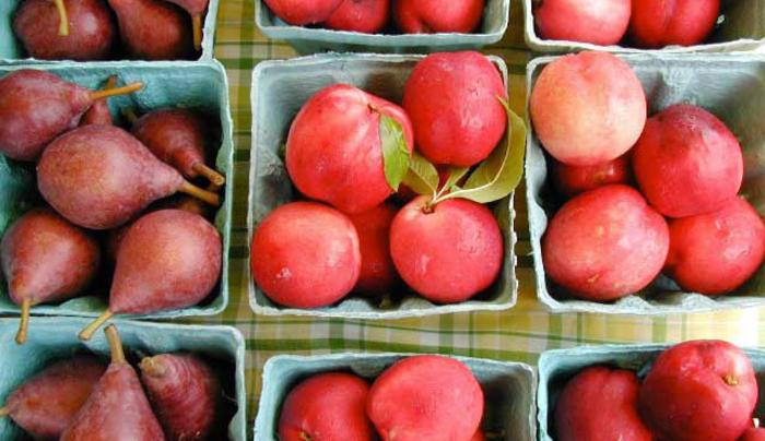 fruit.jpg fruit.jpg